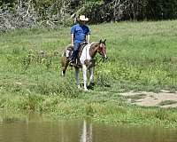 western-riding-paint-horse