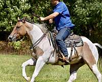 working-cattle-paint-horse