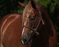 athletic-quarter-horse