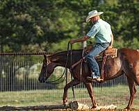 calf-roping-quarter-horse