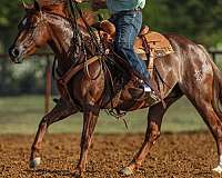 husband-safe-quarter-horse