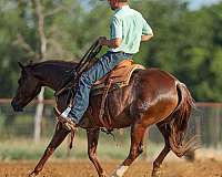 ranch-work-quarter-horse