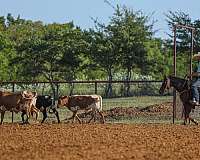 roping-quarter-horse