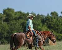 team-penning-quarter-horse