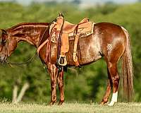 trail-riding-quarter-horse