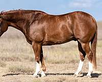 calf-roping-quarter-horse