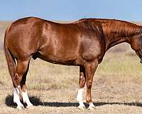 athletic-quarter-horse