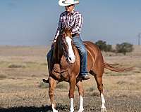 husband-safe-quarter-horse