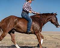 ranch-work-quarter-horse