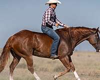 rodeo-quarter-horse