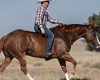 roping-quarter-horse