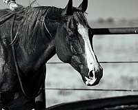 team-penning-quarter-horse