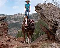 western-riding-quarter-horse