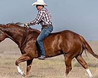 ranch-versatility-quarter-horse