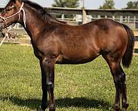 riata-buckle-quarter-horse