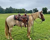 ranch-work-quarter-horse