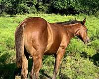 apha-quarter-horse-foal