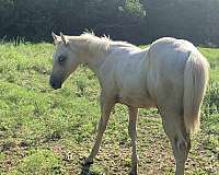 bay-palomino-weanling