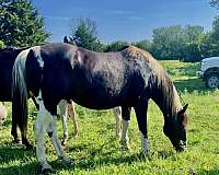 buckskin-apha-aqha-weanling