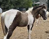 11-hand-quarter-horse-foal