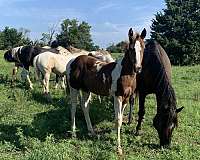 palomino-apha-aqha-filly