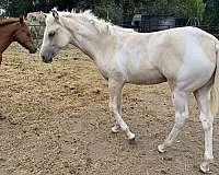 grullo-tobiano-quarter-horse