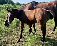 grullo-tobiano-quarter-horse