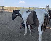 apha-weanlings-horse