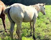 all-foal