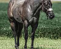 athletic-quarter-horse