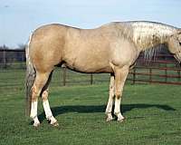 athletic-quarter-horse