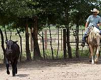 ranch-versatility-quarter-horse