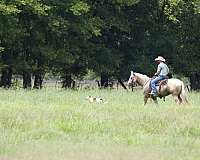 ranch-work-quarter-horse