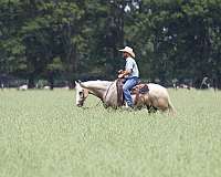 ridden-western-quarter-horse