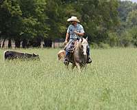 roping-quarter-horse