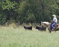 team-penning-quarter-horse