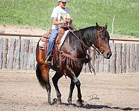 barrel-quarter-horse