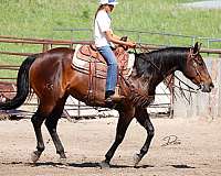 barrel-racing-quarter-horse