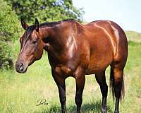 performance-quarter-horse