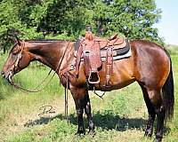 ranch-versatility-quarter-horse