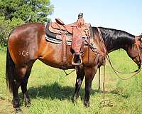 ranch-work-quarter-horse