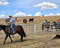 roping-quarter-horse