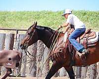 trail-riding-quarter-horse