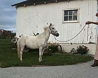 companion-miniature-horse