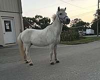 driving-miniature-horse