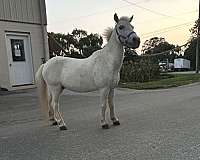 halter-miniature-horse