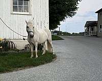 kid-safe-miniature-horse