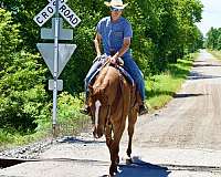 ranch-quarter-horse