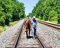 ranch-work-quarter-horse