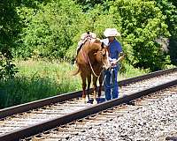 reining-quarter-horse